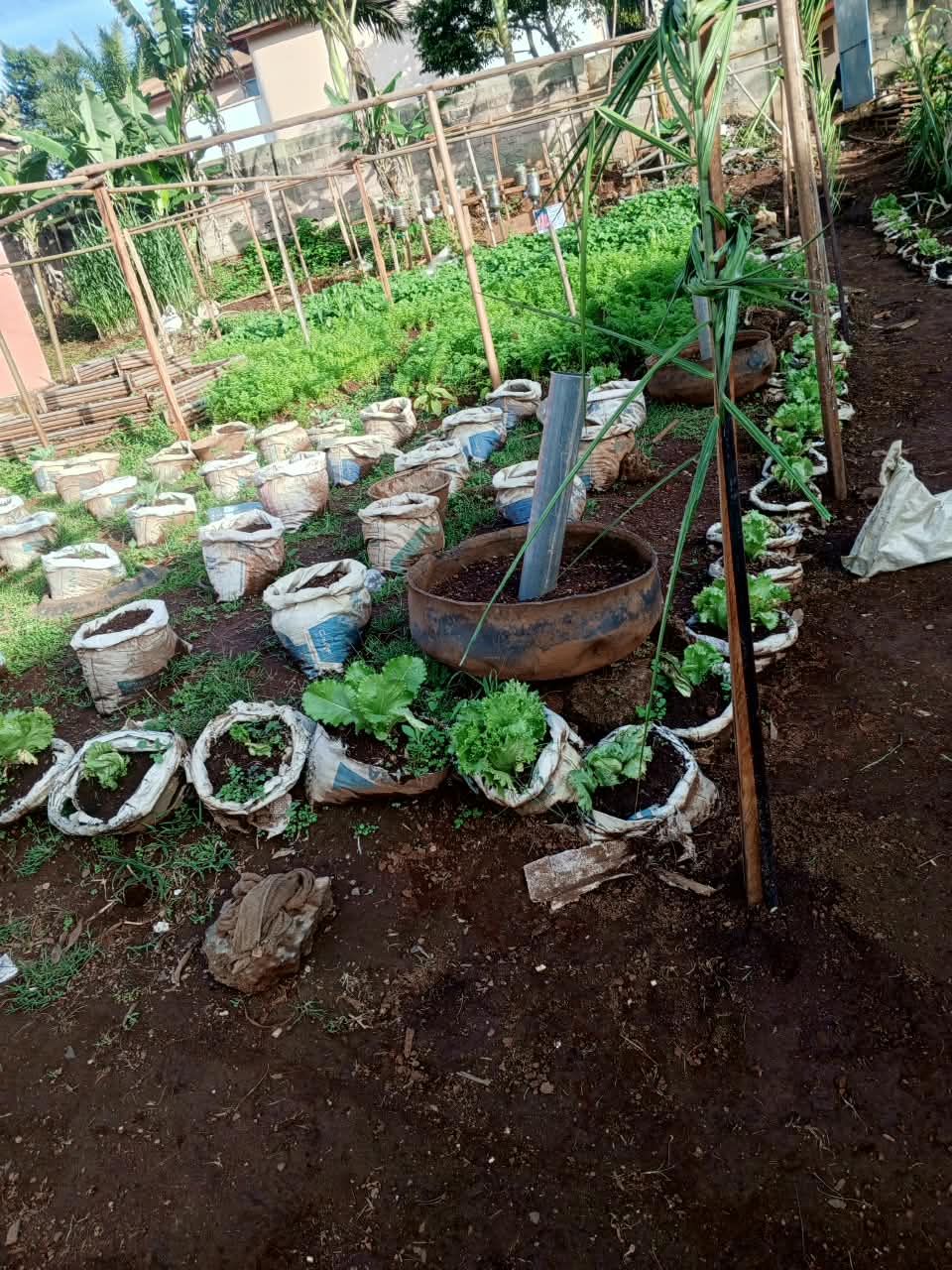 Pépinière de l'institut, plants de salade et d'aromates cultivés en sacs.